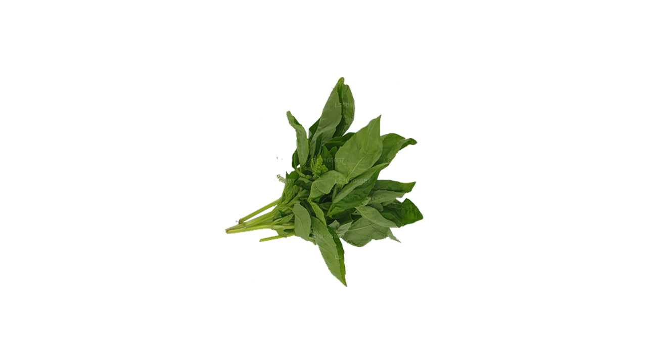 Lakpura Fresh Basil Leaves