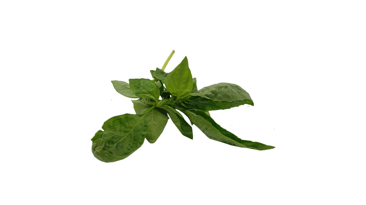 Lakpura Fresh Basil Leaves